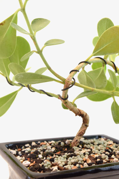 Dwarf Ptich Apple Bonsai Ceramic 6" Pot - One of a Kind Bonsai