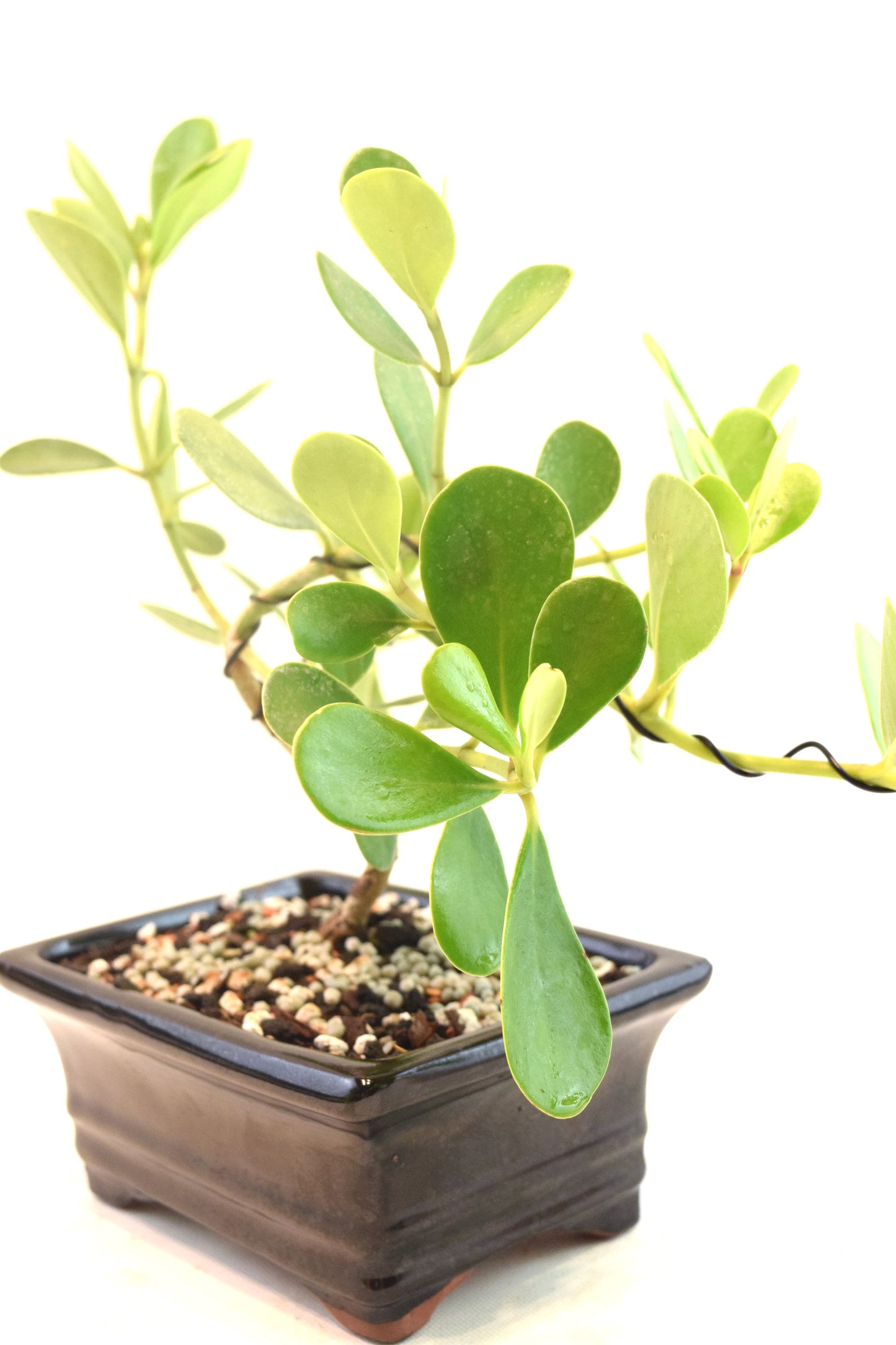 Dwarf Ptich Apple Bonsai Ceramic 6" Pot - One of a Kind Bonsai