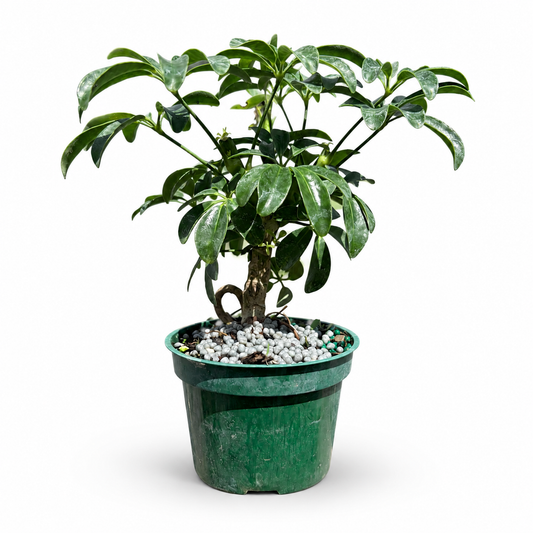 Dwarf Schefflera  in 4" Pot - Pre Bonsai