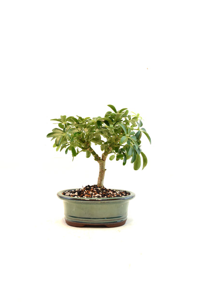 Dwarf Schefflera Bonsai Ceramic 6" Pot - One of a Kind Bonsai