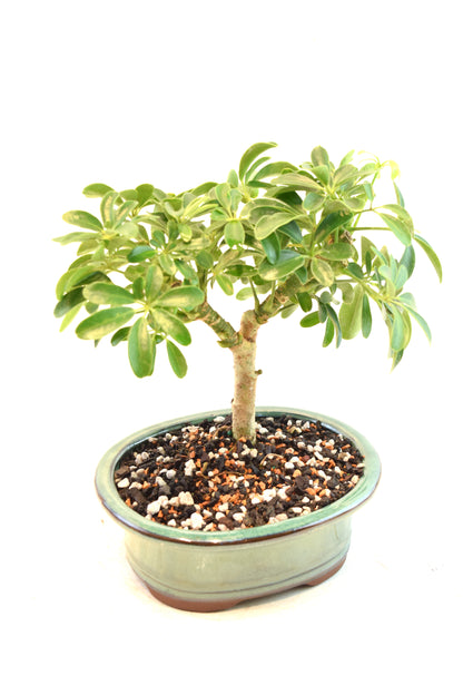 Dwarf Schefflera Bonsai Ceramic 6" Pot - One of a Kind Bonsai