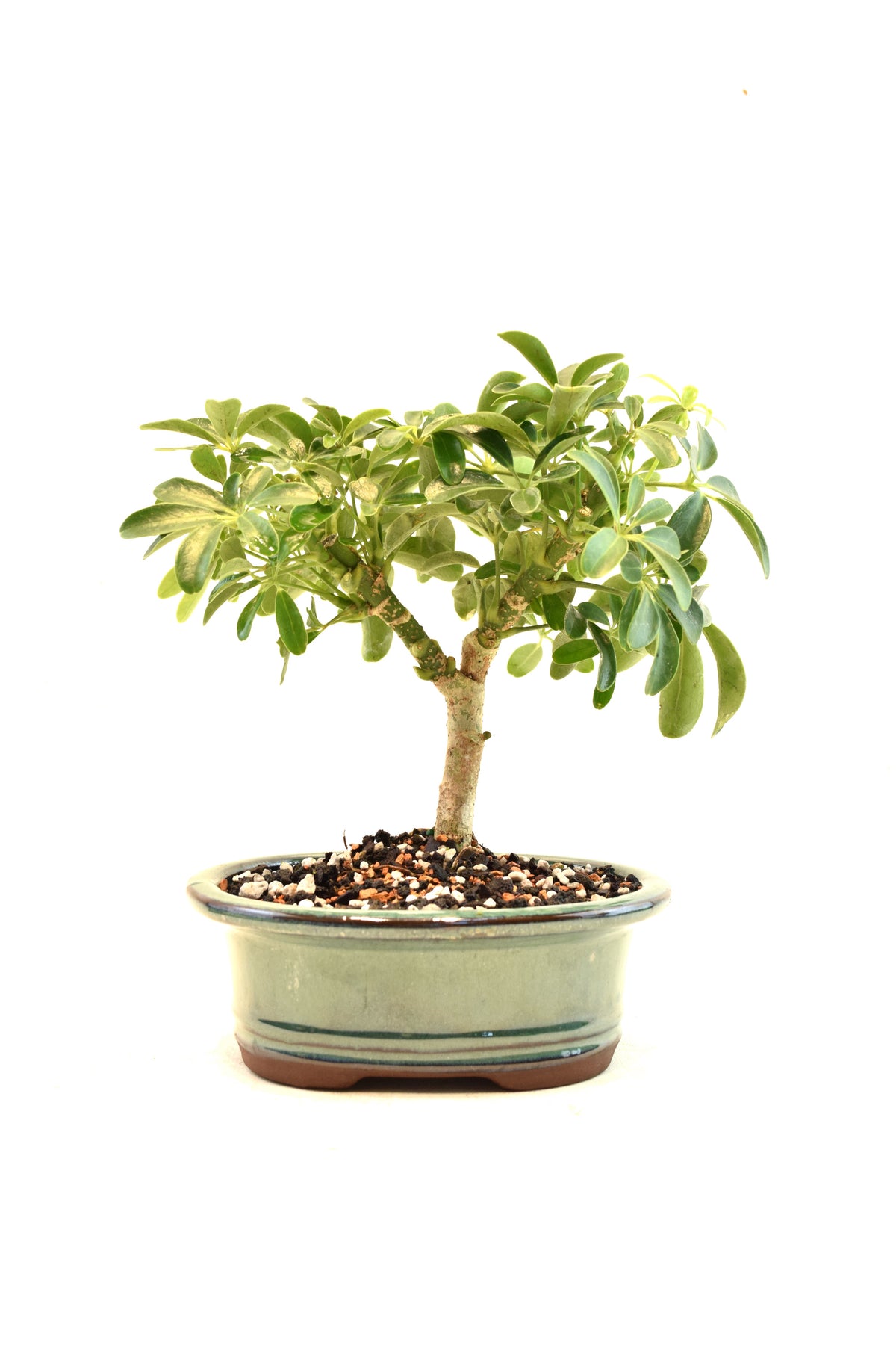 Dwarf Schefflera Bonsai Ceramic 6" Pot - One of a Kind Bonsai