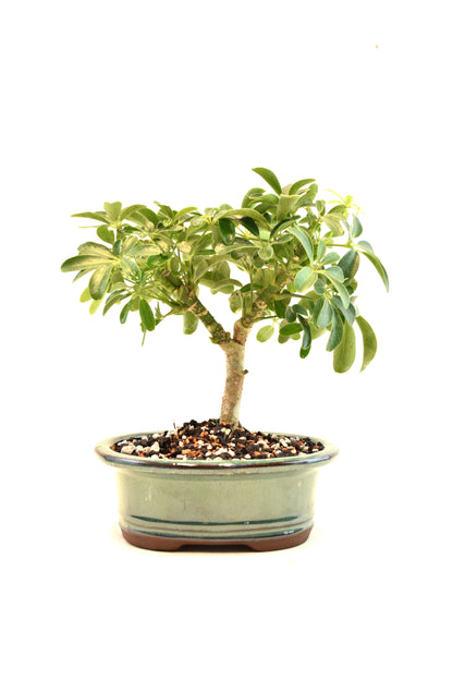 Dwarf Schefflera Bonsai Ceramic 6" Pot - One of a Kind Bonsai