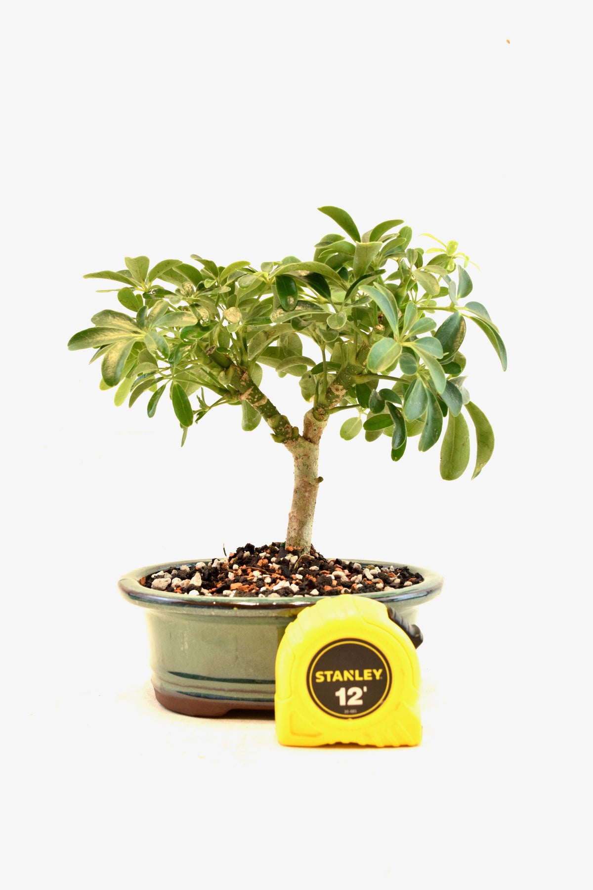 Dwarf Schefflera Bonsai Ceramic 6" Pot - One of a Kind Bonsai