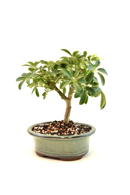 Dwarf Schefflera Bonsai Ceramic 6" Pot - One of a Kind Bonsai