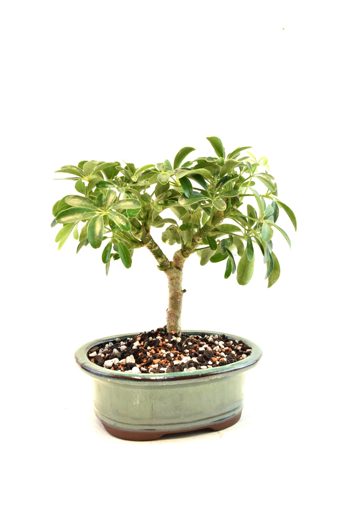 Dwarf Schefflera Bonsai Ceramic 6" Pot - One of a Kind Bonsai
