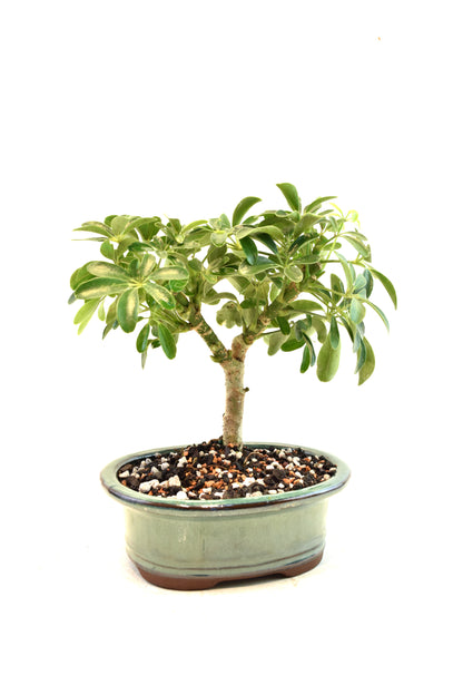 Dwarf Schefflera Bonsai Ceramic 6" Pot - One of a Kind Bonsai