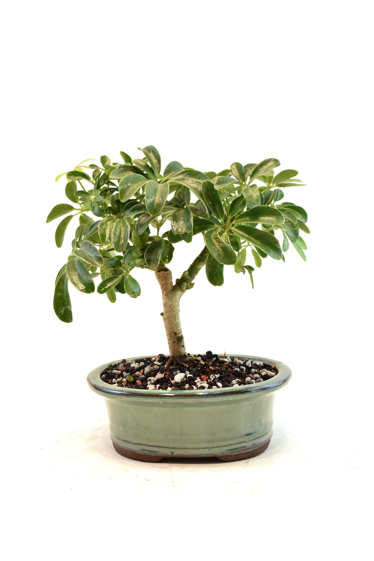 Dwarf Schefflera Bonsai Ceramic 6" Pot - One of a Kind Bonsai
