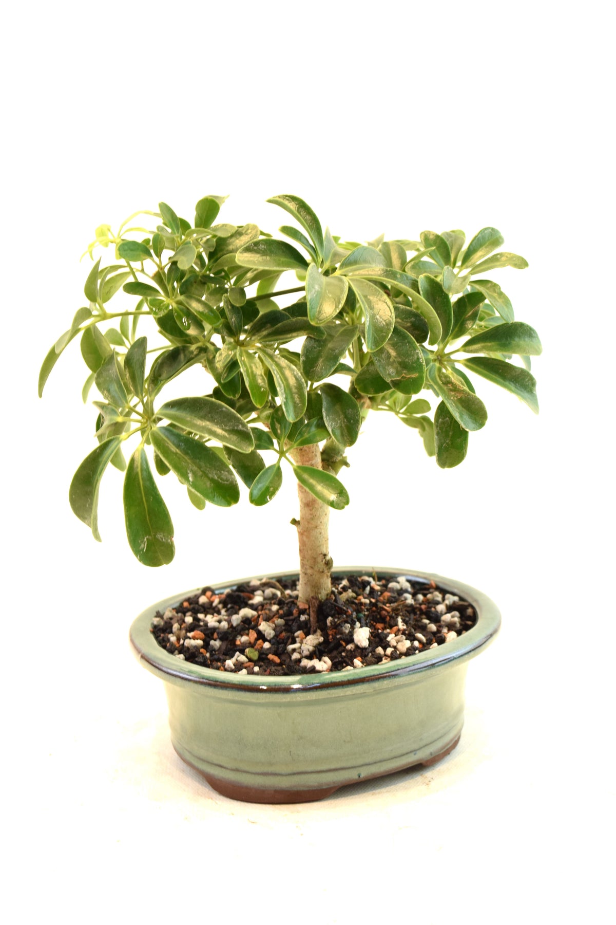 Dwarf Schefflera Bonsai Ceramic 6" Pot - One of a Kind Bonsai