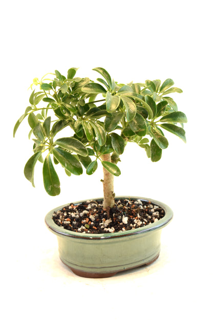 Dwarf Schefflera Bonsai Ceramic 6" Pot - One of a Kind Bonsai
