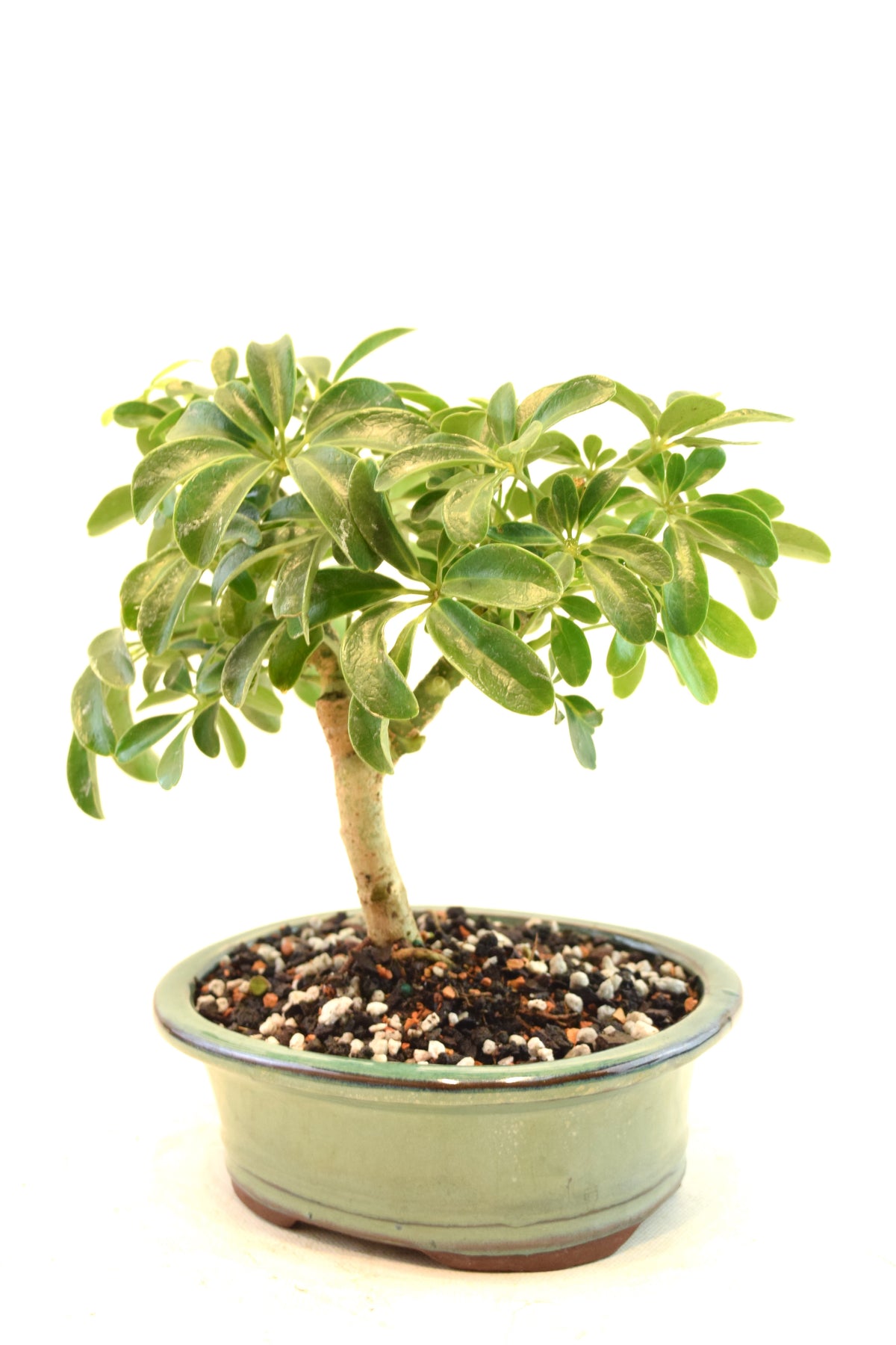 Dwarf Schefflera Bonsai Ceramic 6" Pot - One of a Kind Bonsai