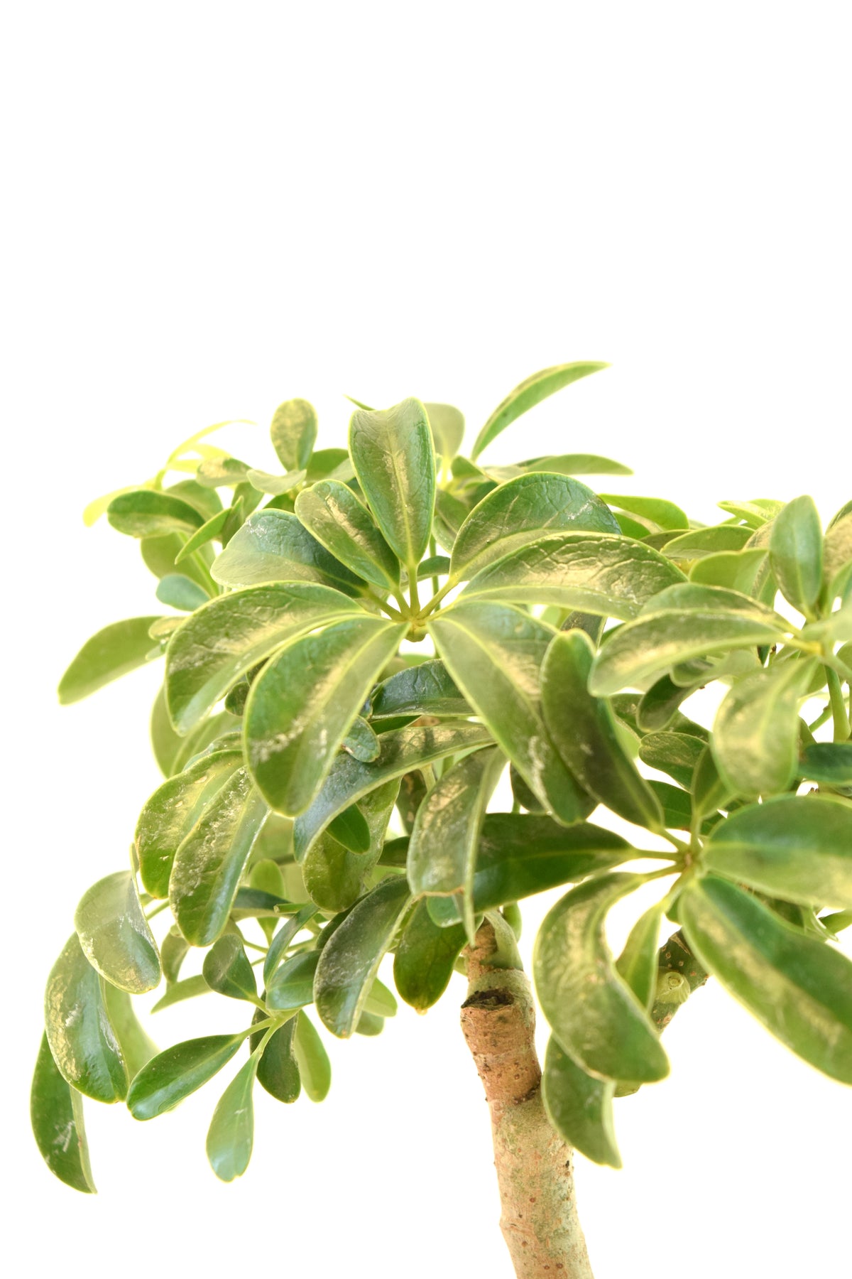 Dwarf Schefflera Bonsai Ceramic 6" Pot - One of a Kind Bonsai