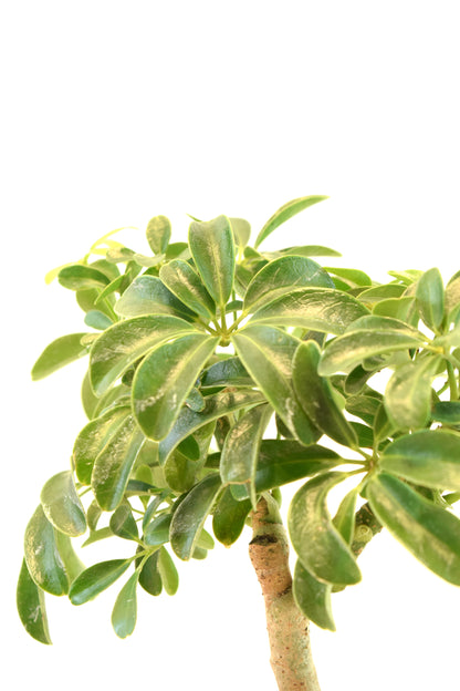 Dwarf Schefflera Bonsai Ceramic 6" Pot - One of a Kind Bonsai