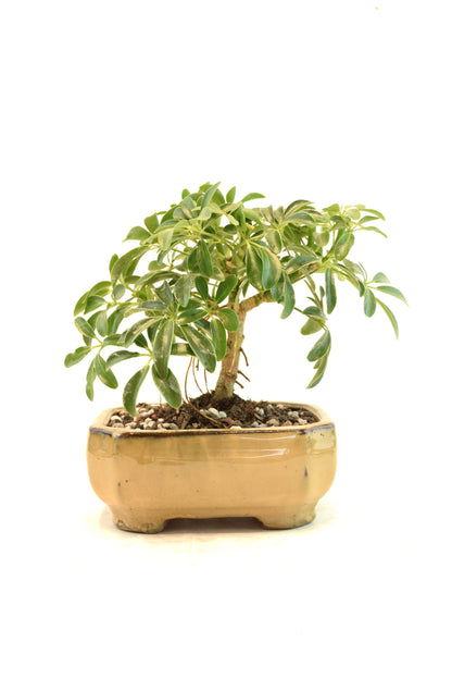 Dwarf Schefflera Bonsai Ceramic 6" Pot - One of a Kind Bonsai