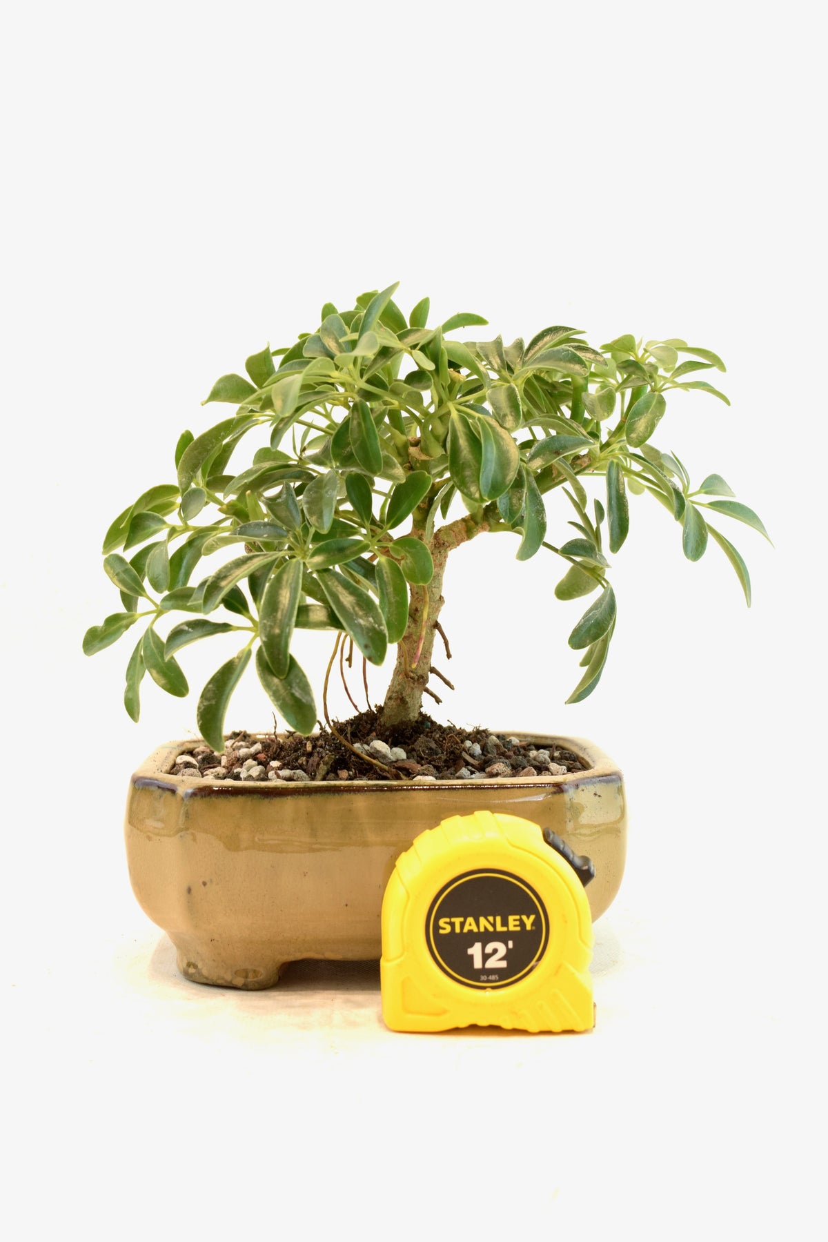 Dwarf Schefflera Bonsai Ceramic 6" Pot - One of a Kind Bonsai