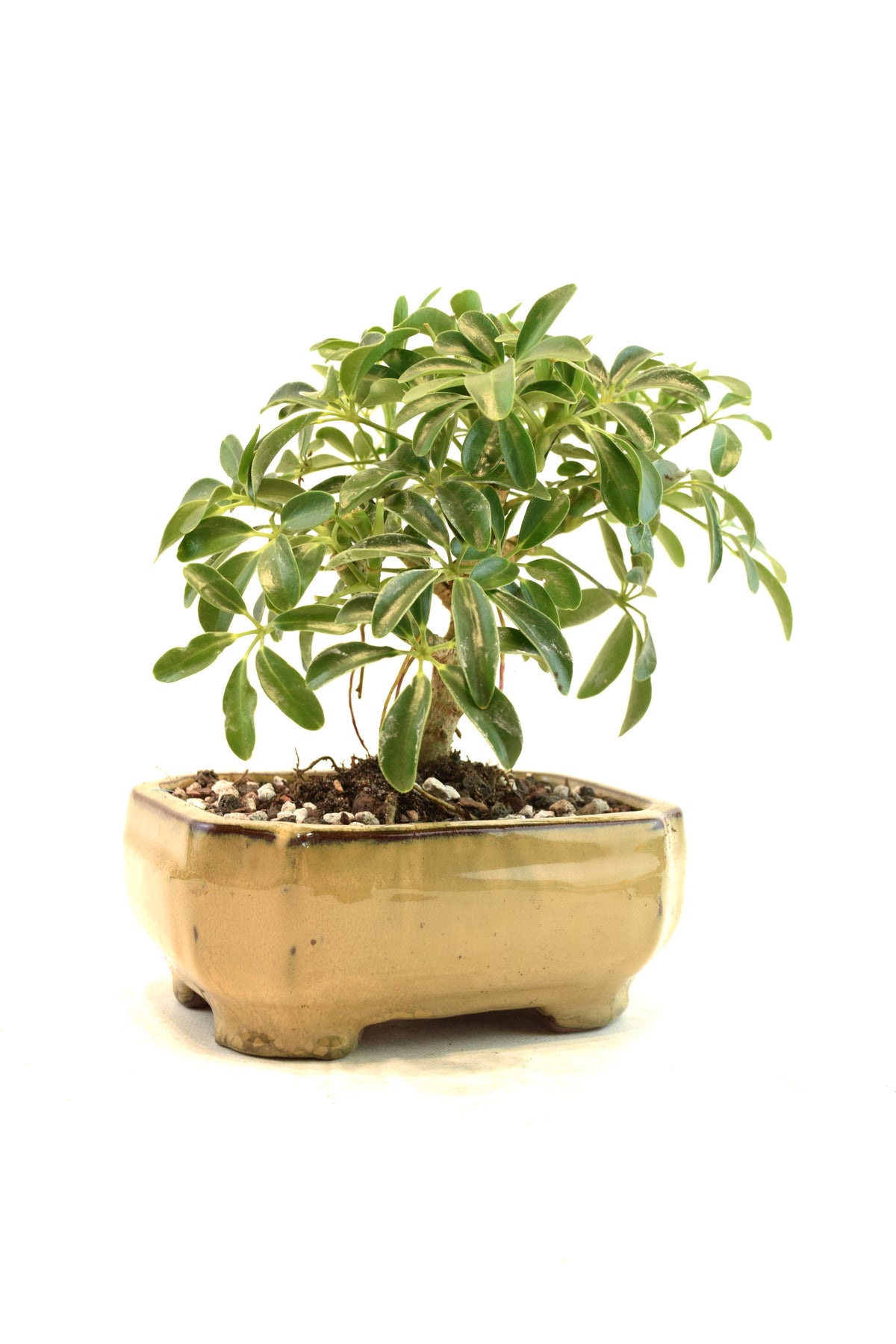 Dwarf Schefflera Bonsai Ceramic 6" Pot - One of a Kind Bonsai