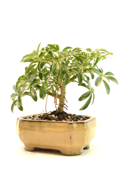Dwarf Schefflera Bonsai Ceramic 6" Pot - One of a Kind Bonsai