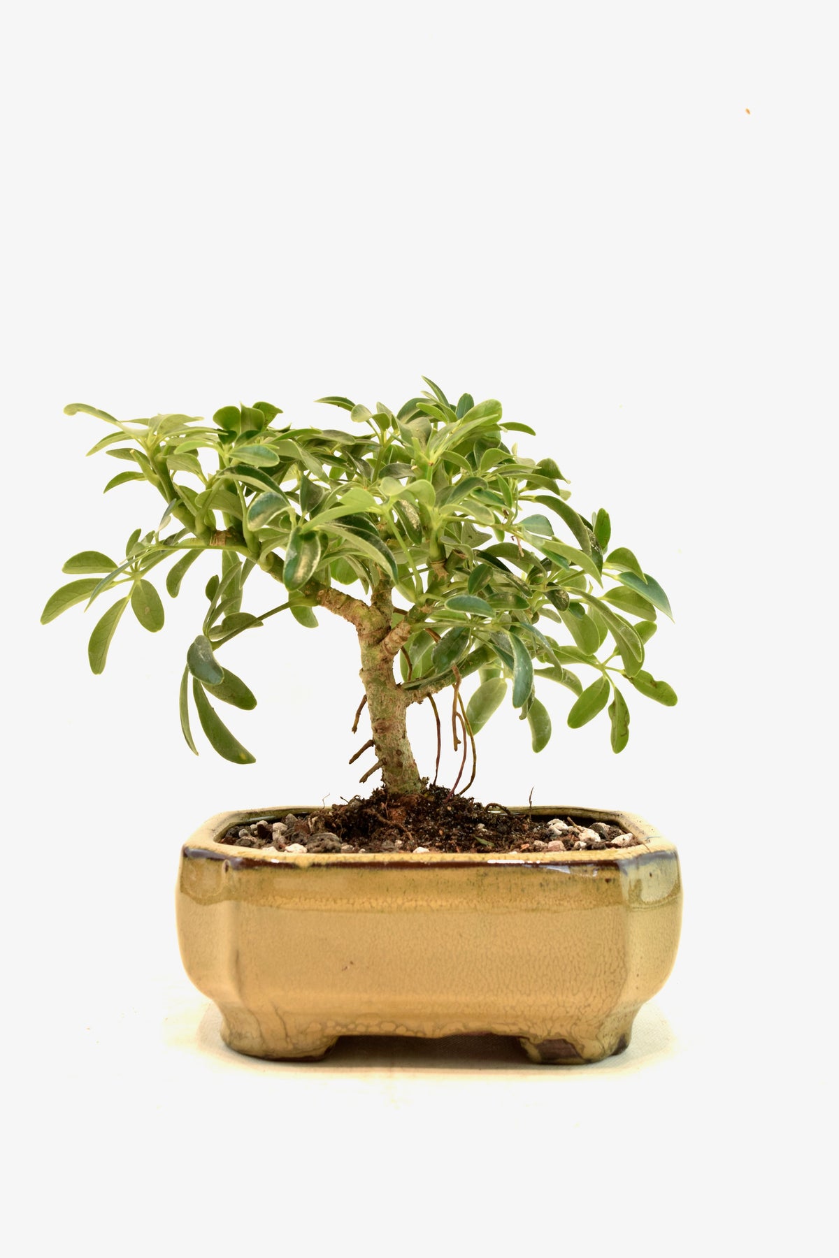 Dwarf Schefflera Bonsai Ceramic 6" Pot - One of a Kind Bonsai