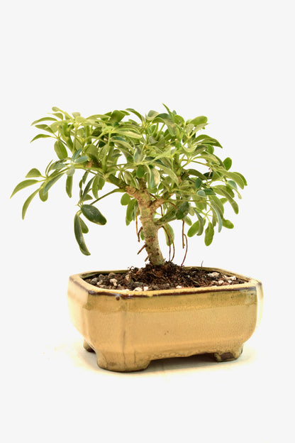 Dwarf Schefflera Bonsai Ceramic 6" Pot - One of a Kind Bonsai