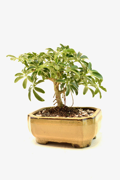 Dwarf Schefflera Bonsai Ceramic 6" Pot - One of a Kind Bonsai