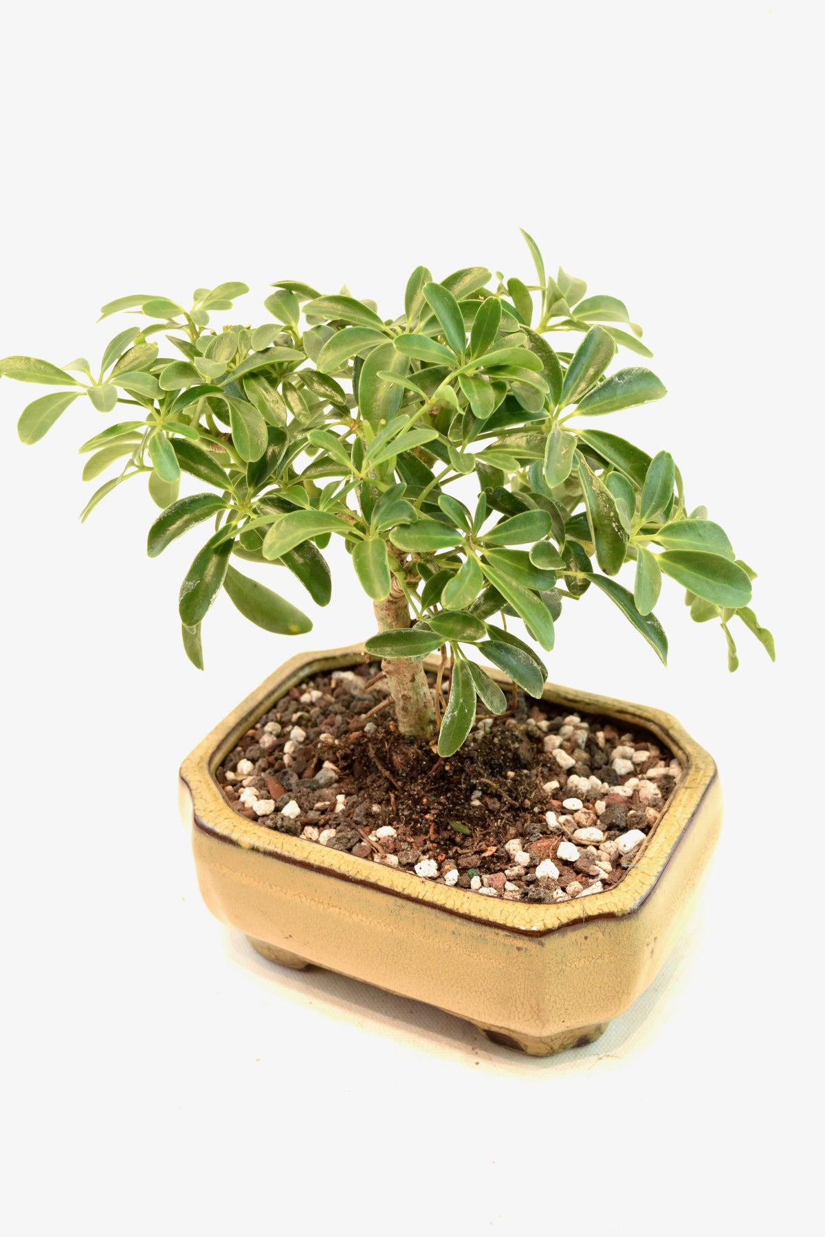 Dwarf Schefflera Bonsai Ceramic 6" Pot - One of a Kind Bonsai