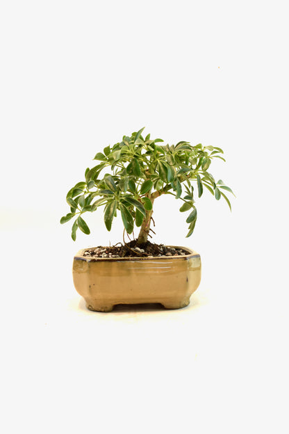 Dwarf Schefflera Bonsai Ceramic 6" Pot - One of a Kind Bonsai