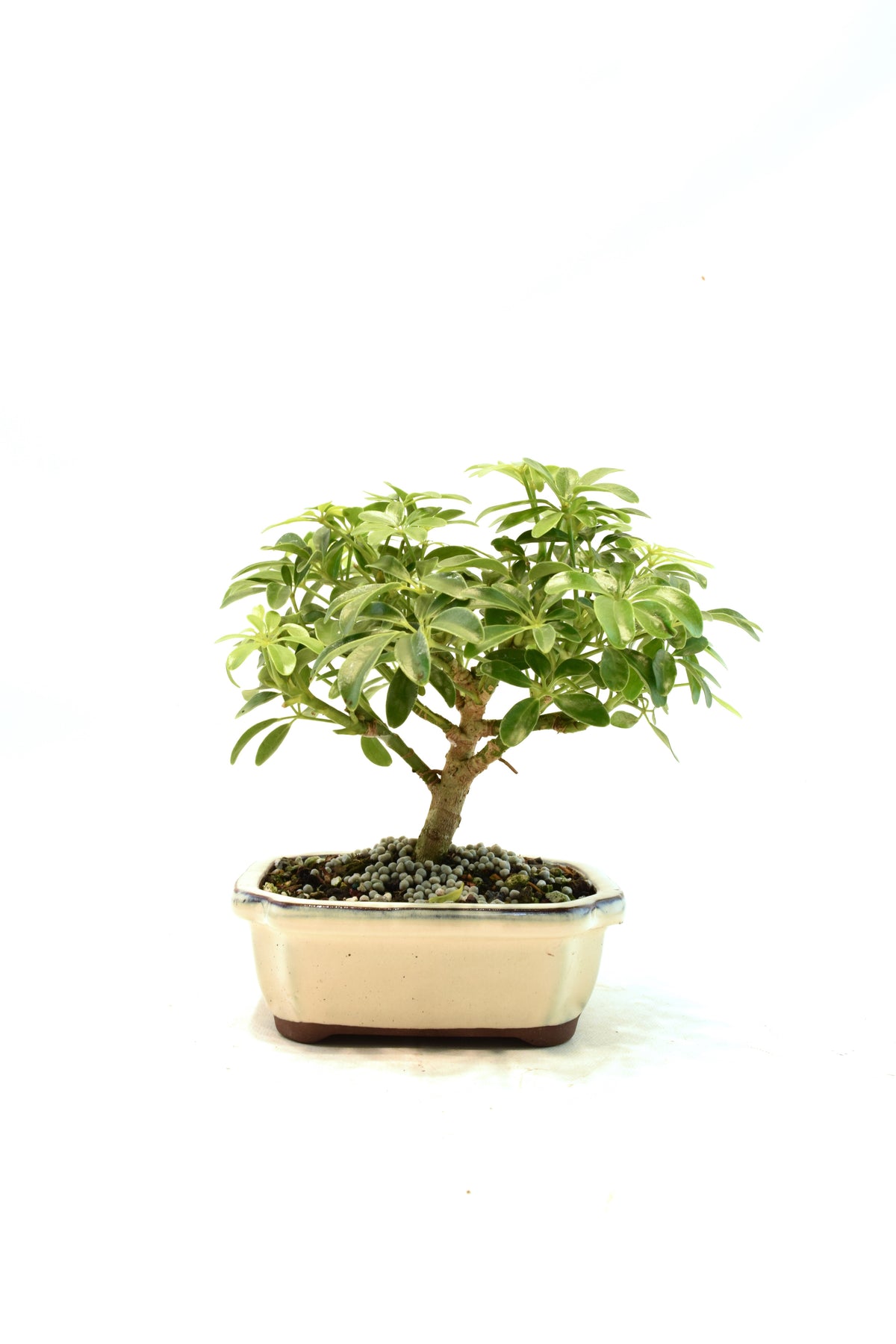 Dwarf Schefflera Bonsai Ceramic 6" Pot - One of a Kind Bonsai