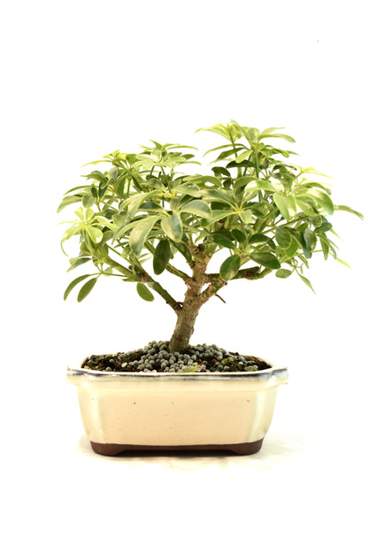 Dwarf Schefflera Bonsai Ceramic 6" Pot - One of a Kind Bonsai