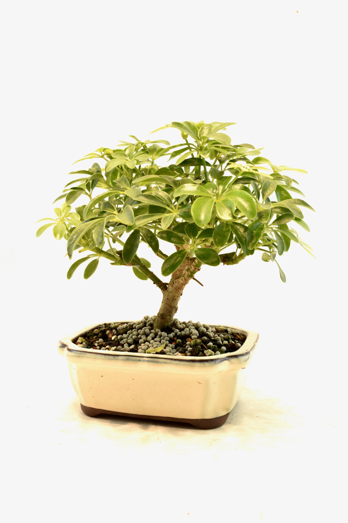 Dwarf Schefflera Bonsai Ceramic 6" Pot - One of a Kind Bonsai