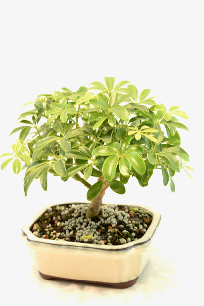 Dwarf Schefflera Bonsai Ceramic 6" Pot - One of a Kind Bonsai
