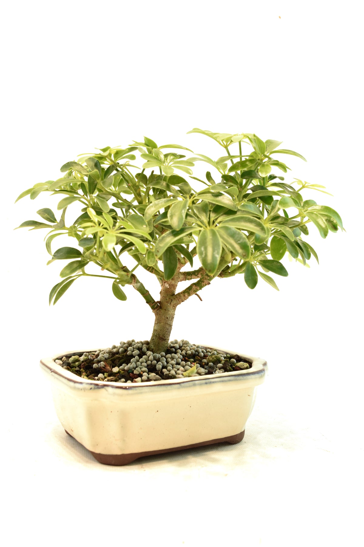 Dwarf Schefflera Bonsai Ceramic 6" Pot - One of a Kind Bonsai