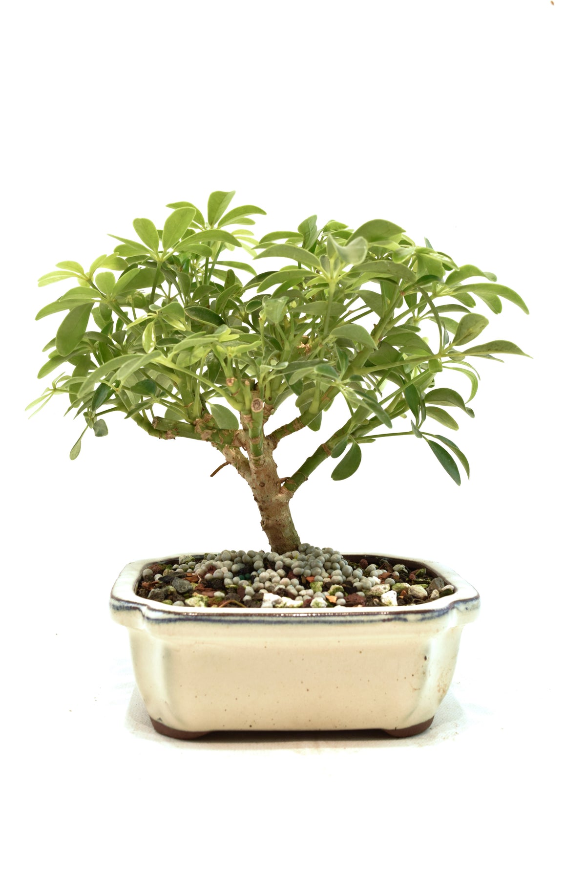 Dwarf Schefflera Bonsai Ceramic 6" Pot - One of a Kind Bonsai