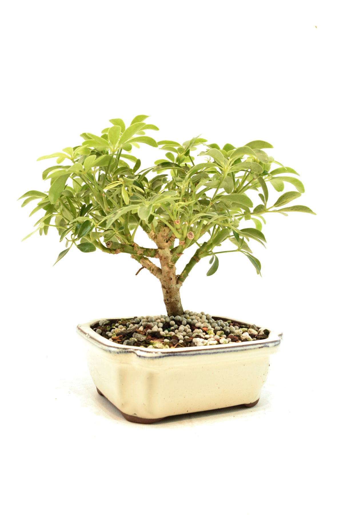 Dwarf Schefflera Bonsai Ceramic 6" Pot - One of a Kind Bonsai
