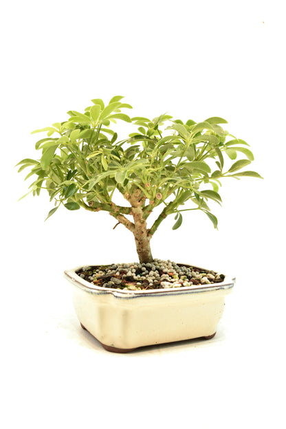 Dwarf Schefflera Bonsai Ceramic 6" Pot - One of a Kind Bonsai