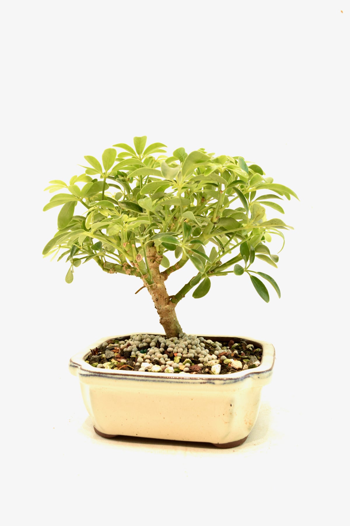Dwarf Schefflera Bonsai Ceramic 6" Pot - One of a Kind Bonsai