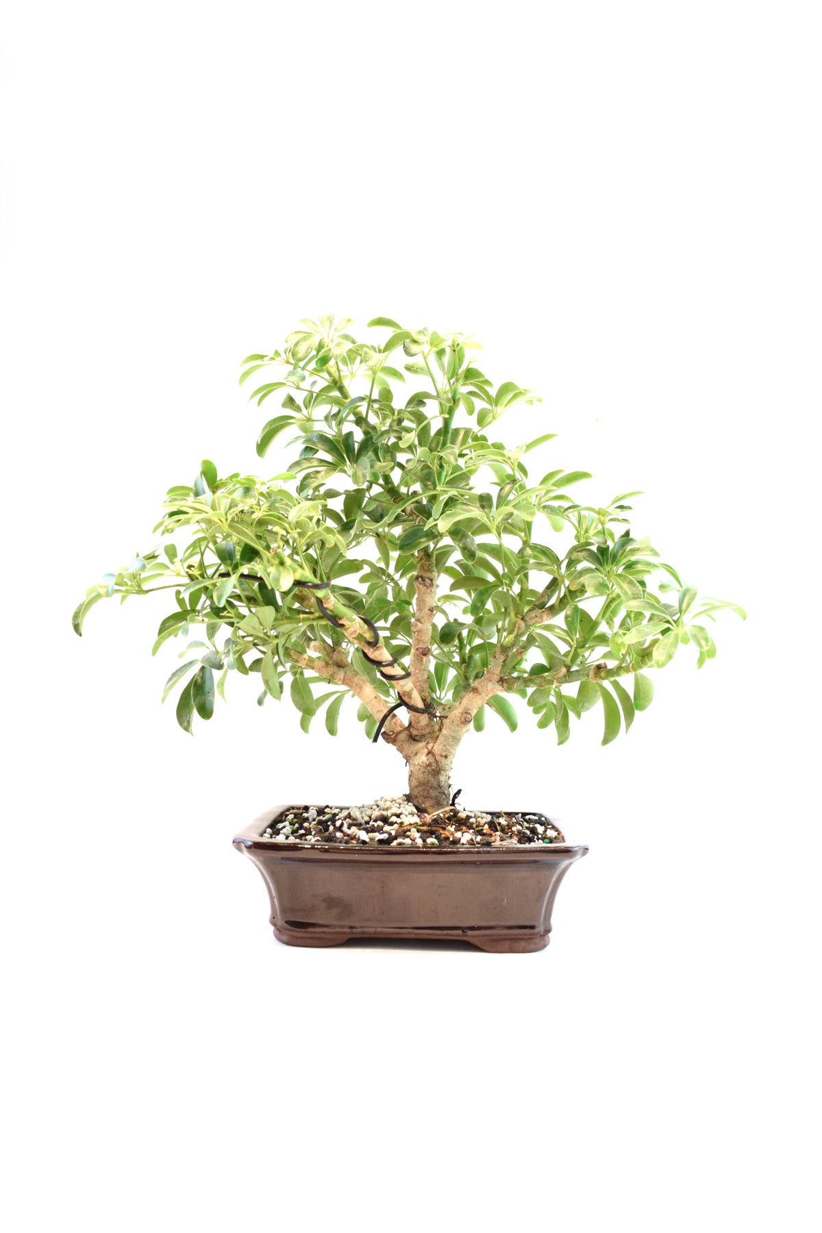 Dwarf Schefflera Bonsai Ceramic 7" Pot - One of a Kind Bonsai