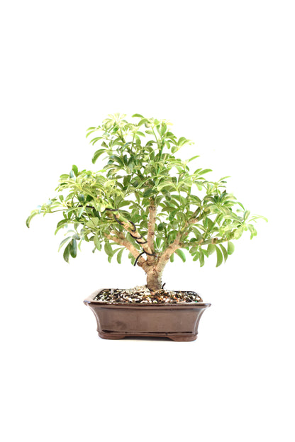 Dwarf Schefflera Bonsai Ceramic 7" Pot - One of a Kind Bonsai
