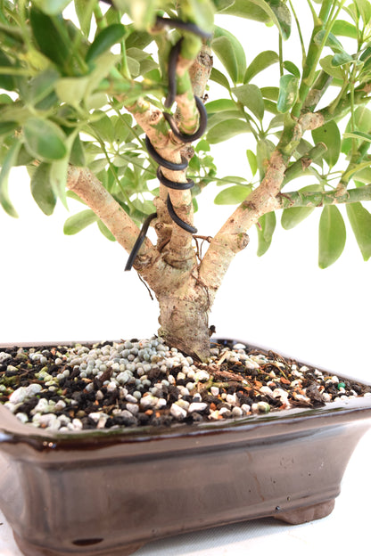 Dwarf Schefflera Bonsai Ceramic 7" Pot - One of a Kind Bonsai