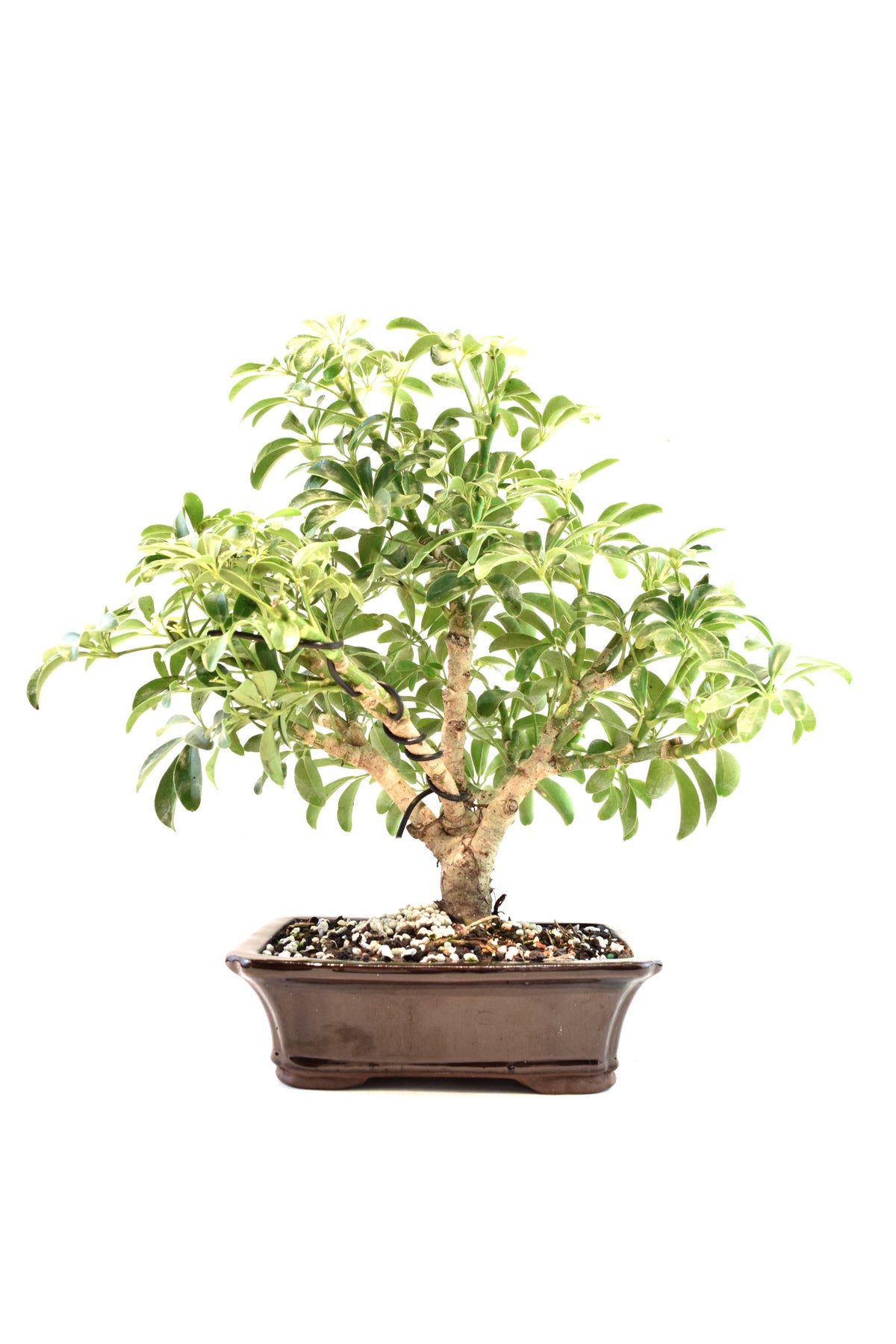 Dwarf Schefflera Bonsai Ceramic 7" Pot - One of a Kind Bonsai