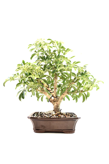 Dwarf Schefflera Bonsai Ceramic 7" Pot - One of a Kind Bonsai