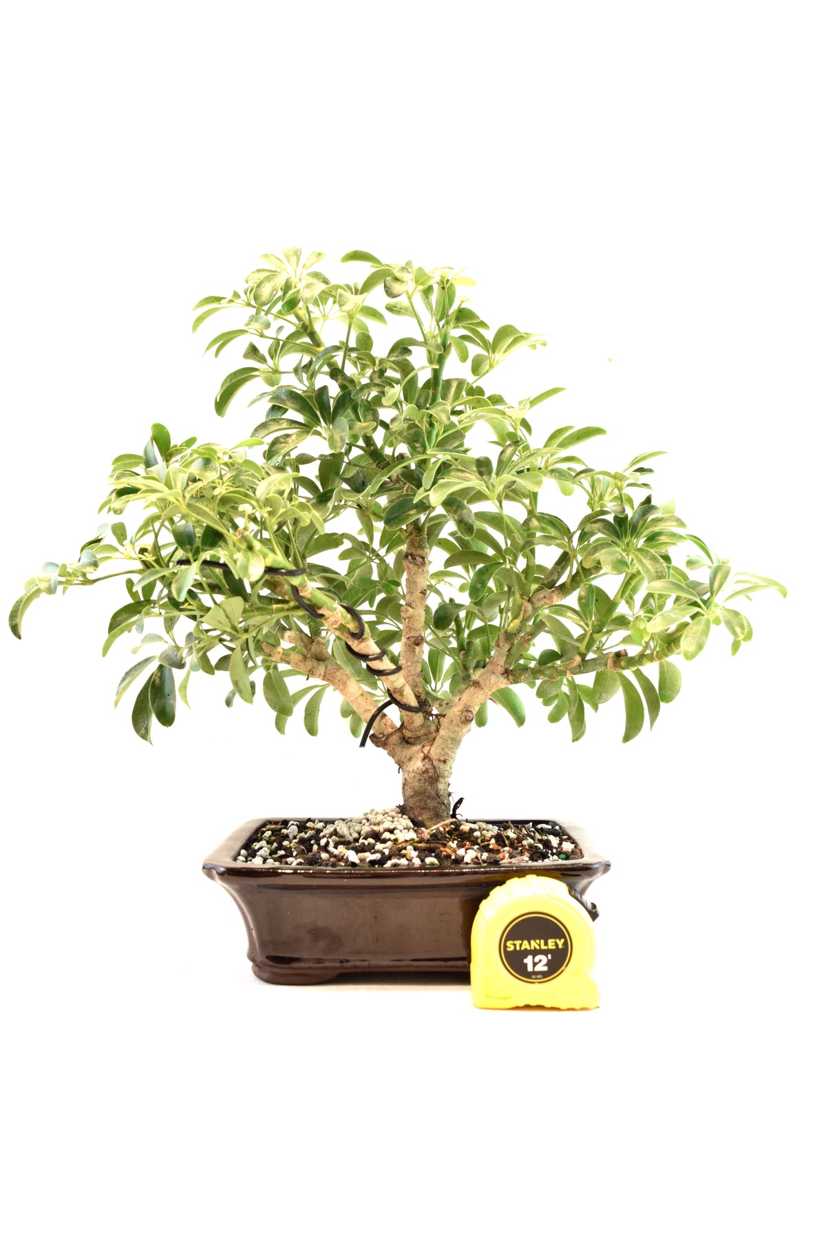 Dwarf Schefflera Bonsai Ceramic 7" Pot - One of a Kind Bonsai