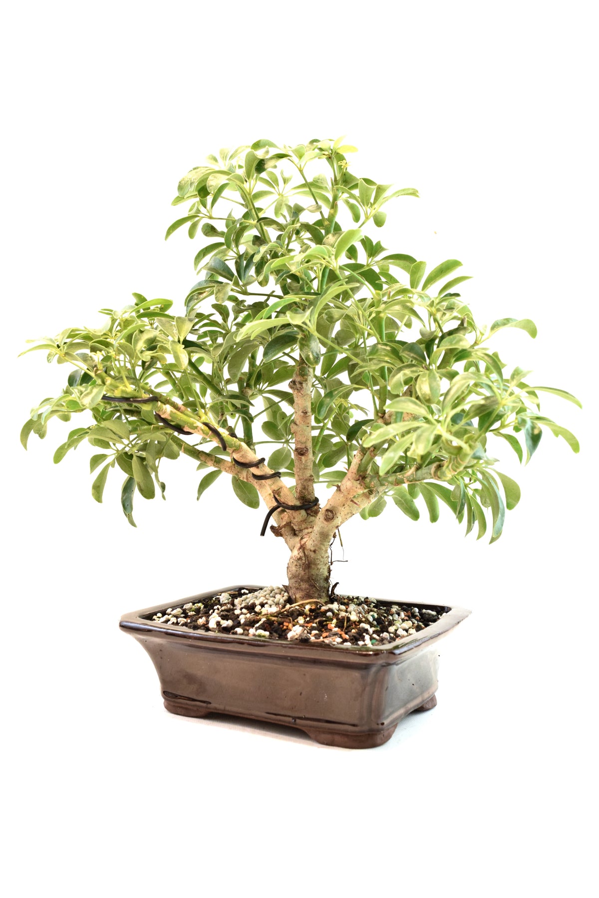 Dwarf Schefflera Bonsai Ceramic 7" Pot - One of a Kind Bonsai