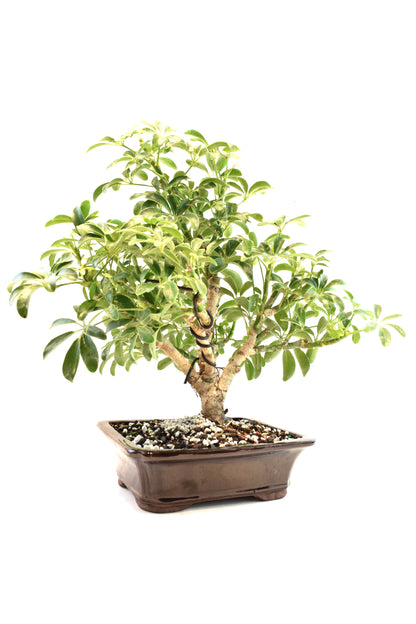 Dwarf Schefflera Bonsai Ceramic 7" Pot - One of a Kind Bonsai