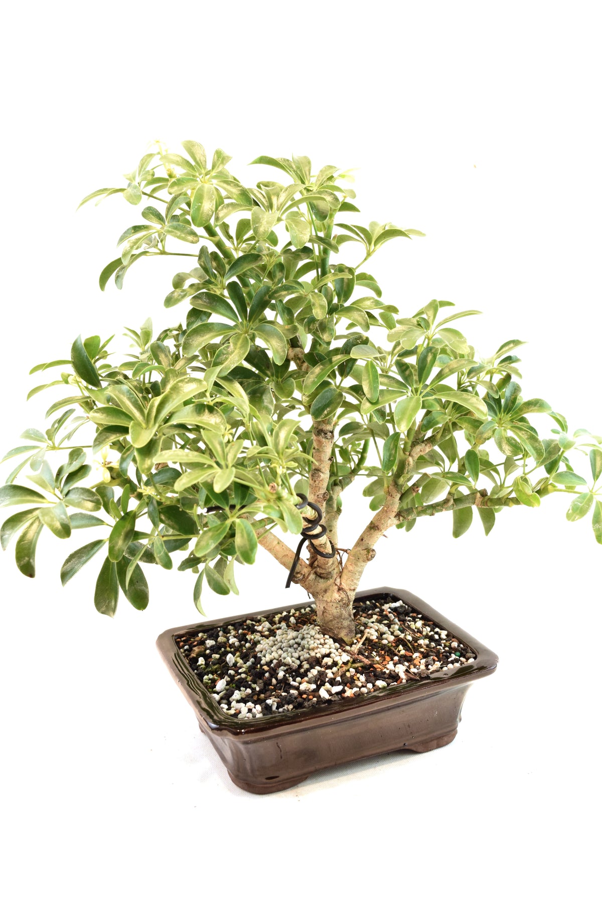 Dwarf Schefflera Bonsai Ceramic 7" Pot - One of a Kind Bonsai
