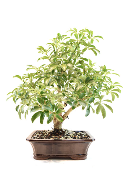 Dwarf Schefflera Bonsai Ceramic 7" Pot - One of a Kind Bonsai