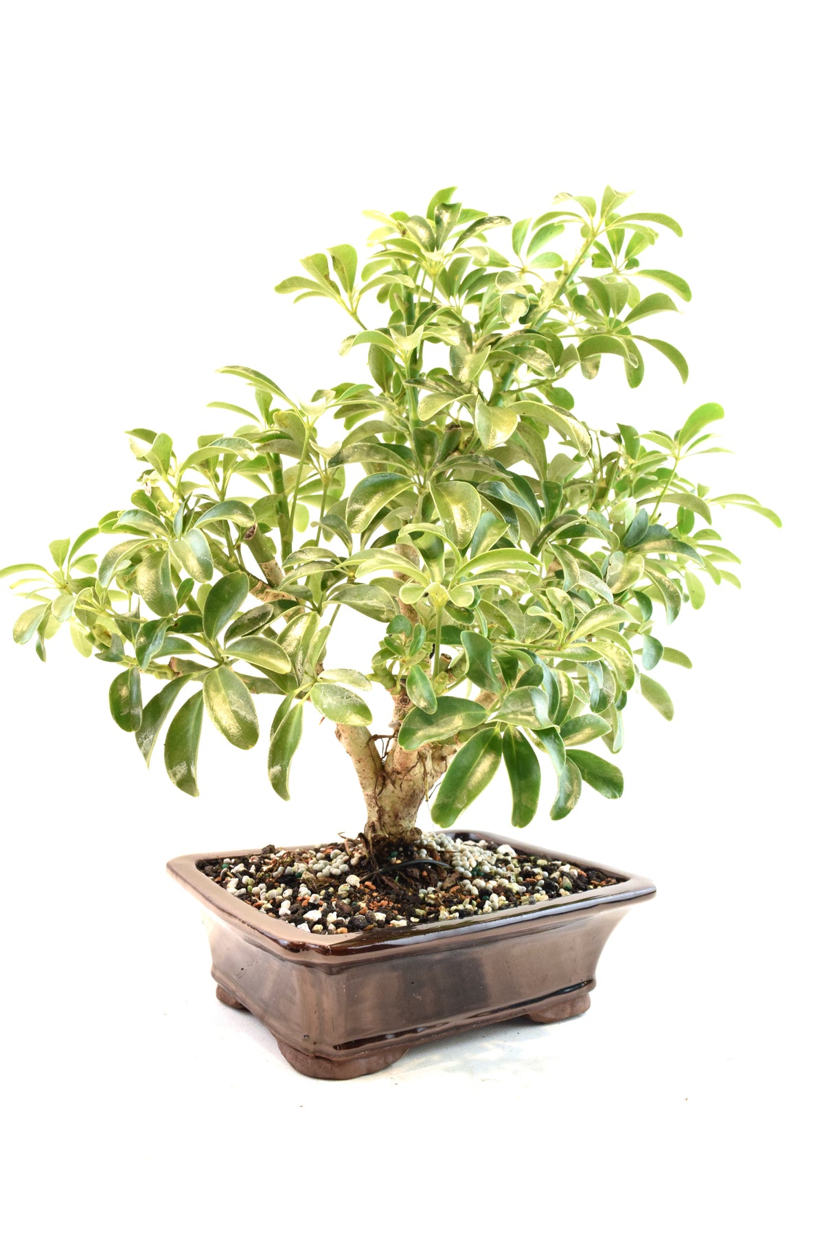 Dwarf Schefflera Bonsai Ceramic 7" Pot - One of a Kind Bonsai