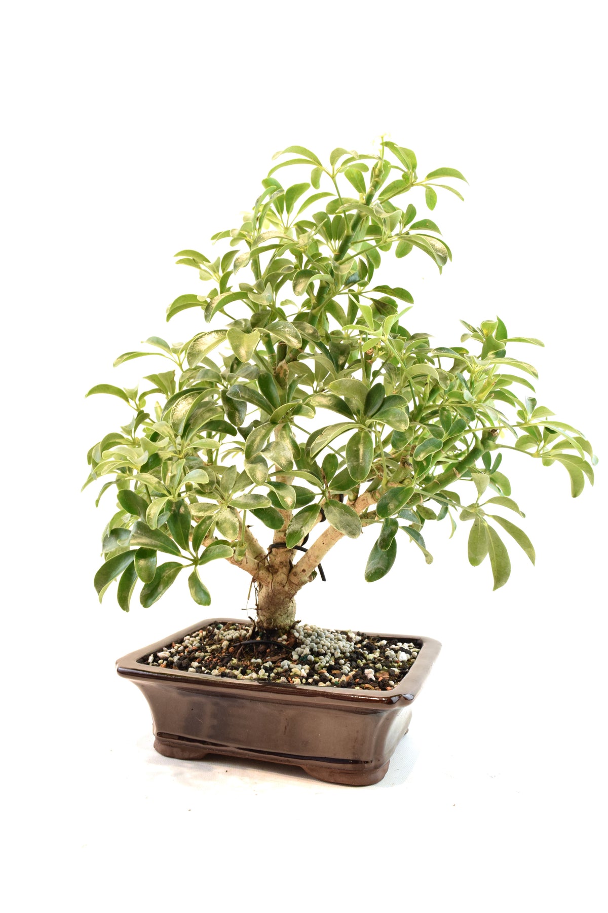 Dwarf Schefflera Bonsai Ceramic 7" Pot - One of a Kind Bonsai