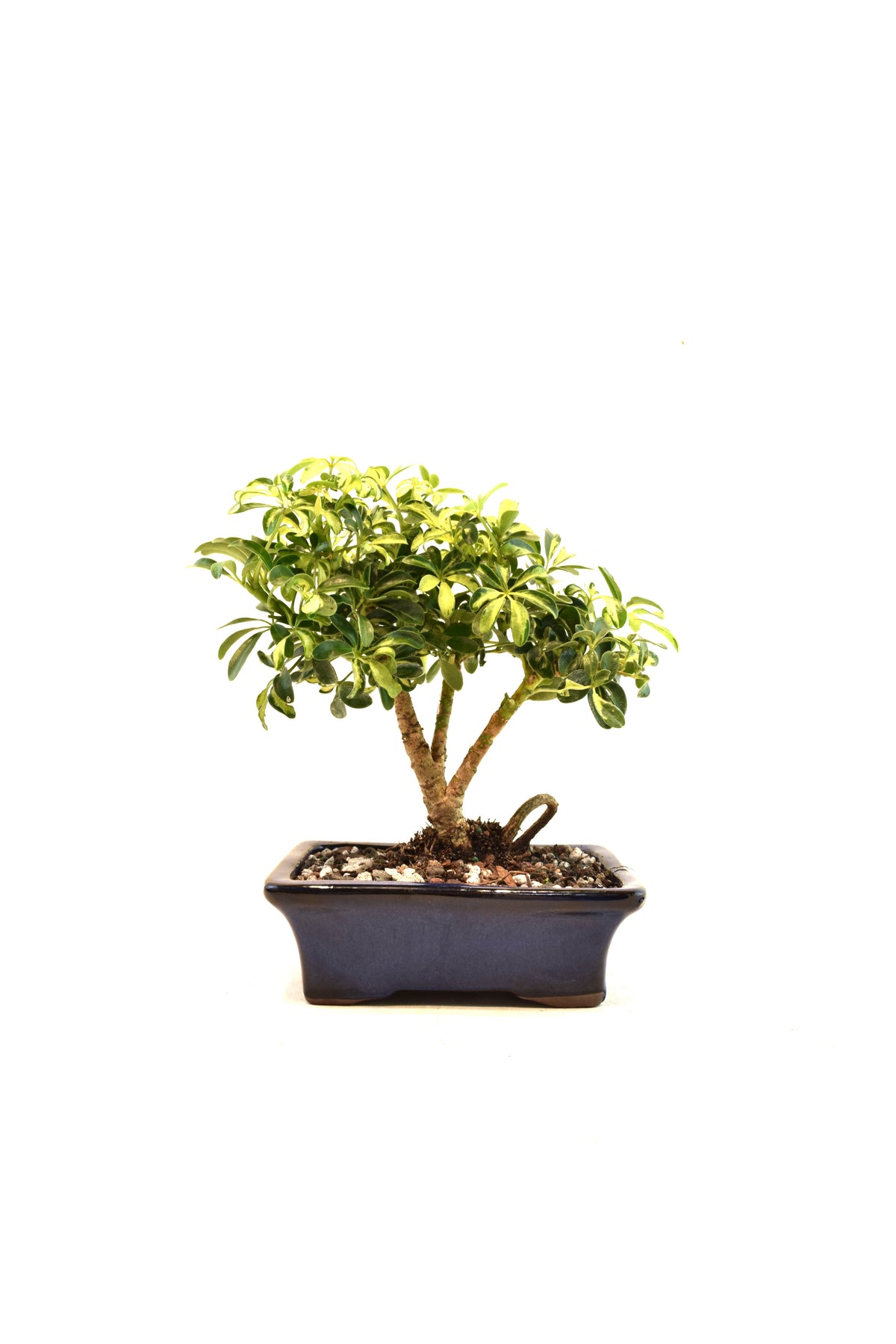 Dwarf Variegated Schefflera Bonsai Ceramic 7" Pot - One of a Kind Bonsai