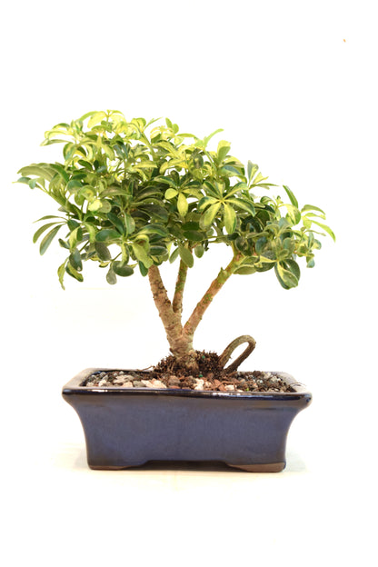 Dwarf Variegated Schefflera Bonsai Ceramic 7" Pot - One of a Kind Bonsai