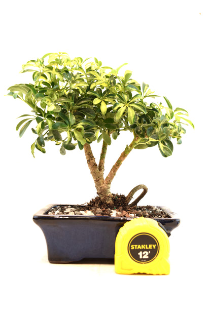 Dwarf Variegated Schefflera Bonsai Ceramic 7" Pot - One of a Kind Bonsai